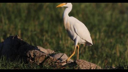 Western Cattle Egret