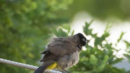 White-spectacled Bulbul