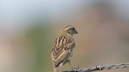 House Sparrow