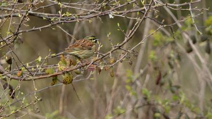 Cirl Bunting