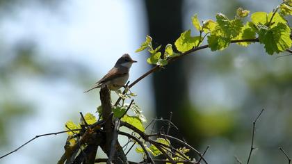 Common Whitethroat