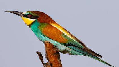 European Bee-eater