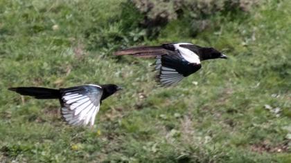 Eurasian Magpie