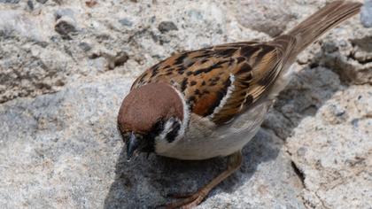 Eurasian Tree Sparrow