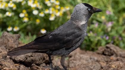Western Jackdaw