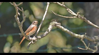 Common Redstart