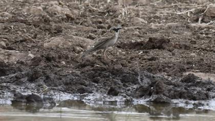 Bimaculated Lark