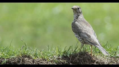 Mistle Thrush