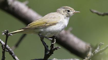 Eastern Bonelli`s Warbler
