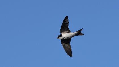 Common House Martin