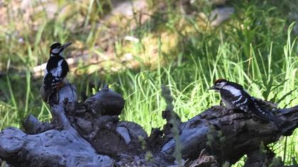 Great Spotted Woodpecker