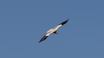 Egyptian Vulture