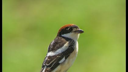 Woodchat Shrike