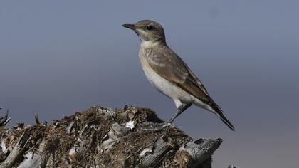 Northern Wheatear