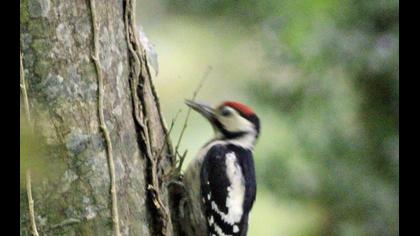 Syrian Woodpecker