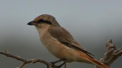 Isabelline Shrike