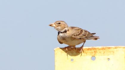 Calandra Lark