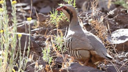 Chukar Partridge