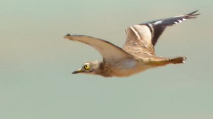 Eurasian Stone-curlew