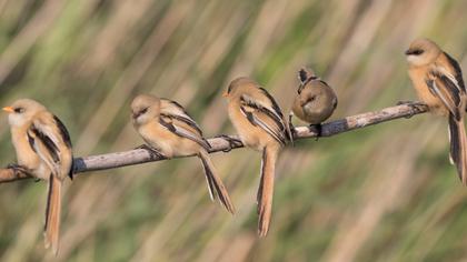 Bearded Reedling