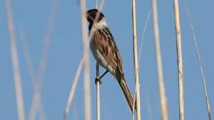 Common Reed Bunting
