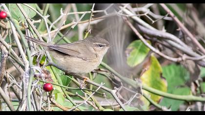 Dusky Warbler