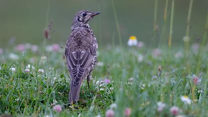 Mistle Thrush
