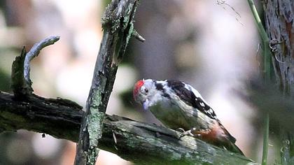Middle Spotted Woodpecker