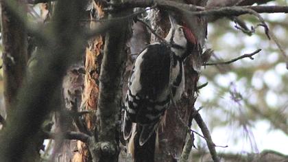 Great Spotted Woodpecker