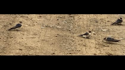 Red-rumped Swallow