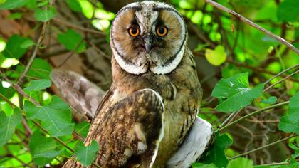 Long-eared Owl