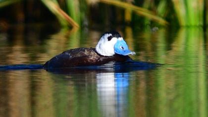 White-headed Duck