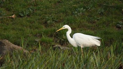 Great Egret