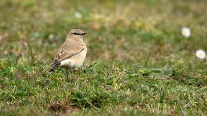 Isabelline Wheatear