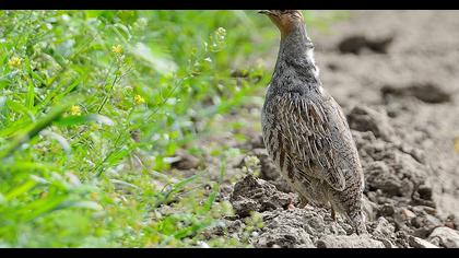 Grey Partridge
