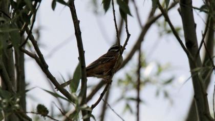 Rock Bunting