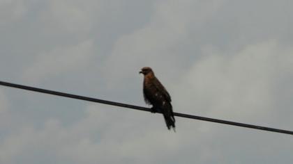 Black Kite