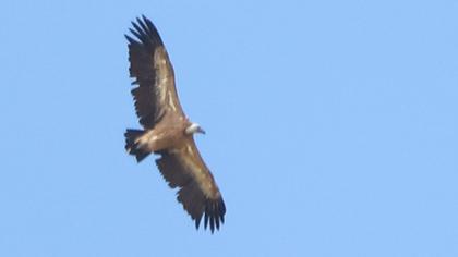 Griffon Vulture