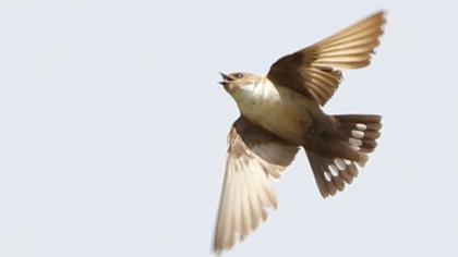 Eurasian Crag Martin