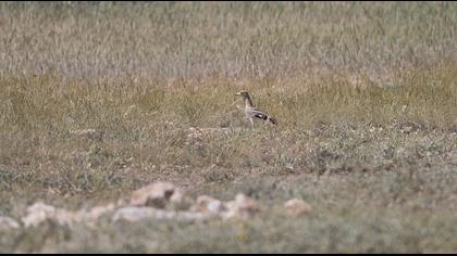 Eurasian Stone-curlew