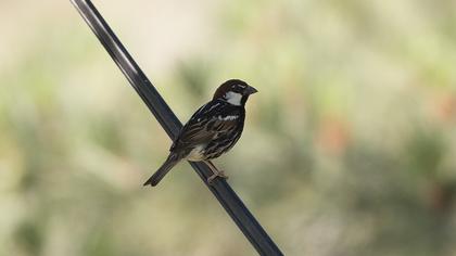 Spanish Sparrow