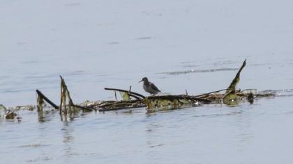 Common Sandpiper