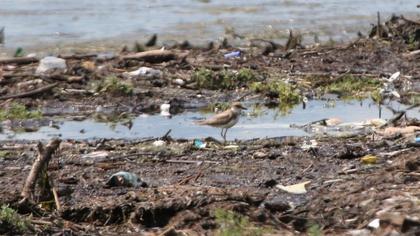 Halkalı küçük cılıbıt