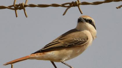 Red-tailed Shrike