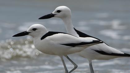 Crab-plover