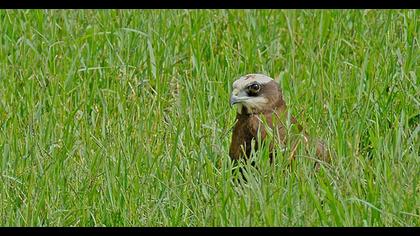 Western Marsh Harrier