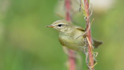 Willow Warbler