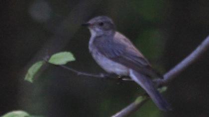 Spotted Flycatcher