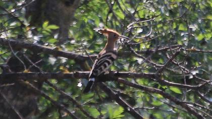 Eurasian Hoopoe