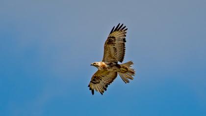 Long-legged Buzzard